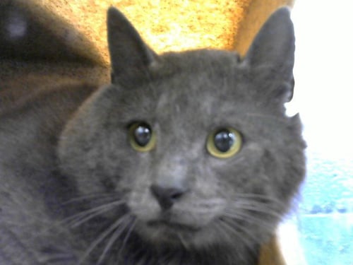 HENDERSON - Domestic Short Hair available for adoption
