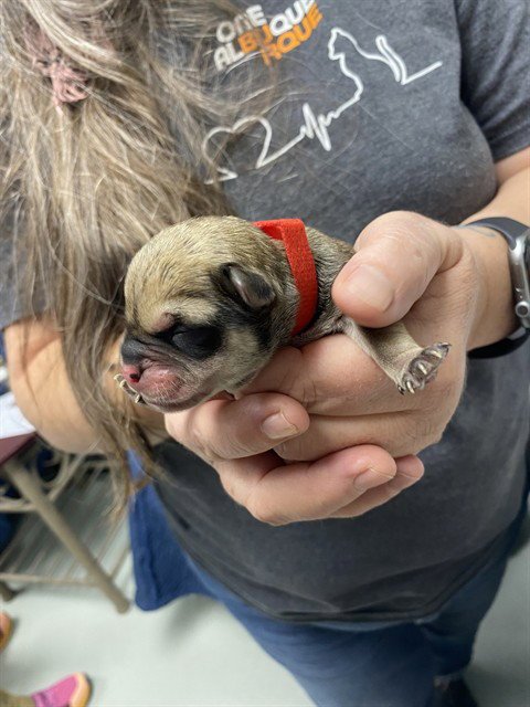 RED - French Bulldog available for adoption