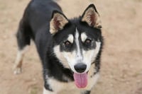 LOUIE - Photo 1