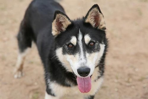 LOUIE - Husky available for adoption