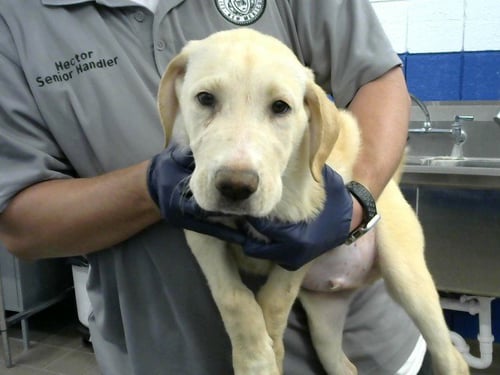 MIMI - Labrador Retriever available for adoption