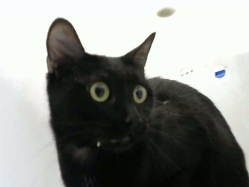 BINX - Domestic Medium Hair available for adoption