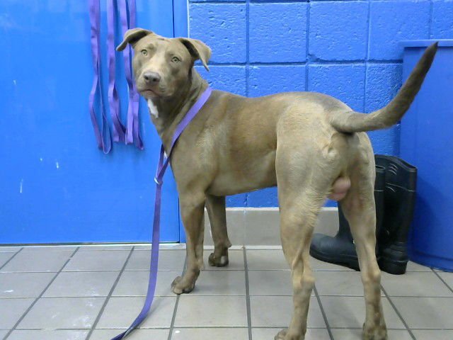 DAVID - American Pit Bull Terrier available for adoption