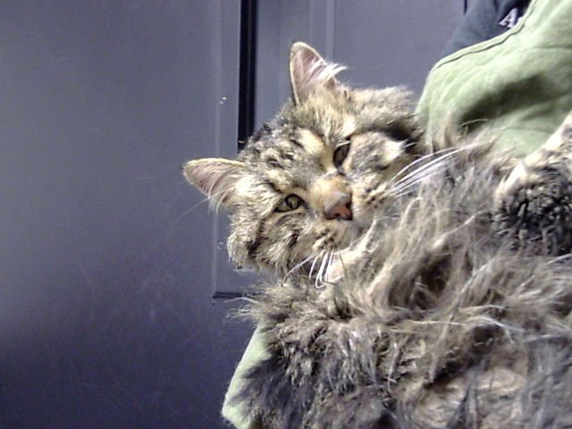 TOM - Domestic Long Hair available for adoption