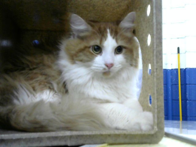 BEIJING - Domestic Short Hair available for adoption