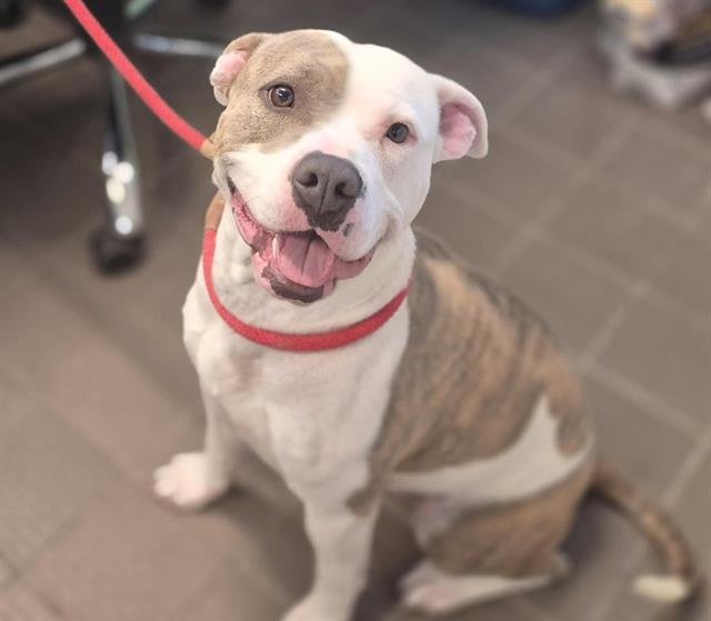 COCO - Pit Bull Terrier available for adoption