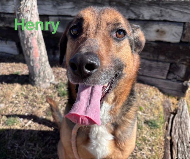 HENRY - Australian Cattle Dog/Blue Heeler / Rottweiler available for adoption