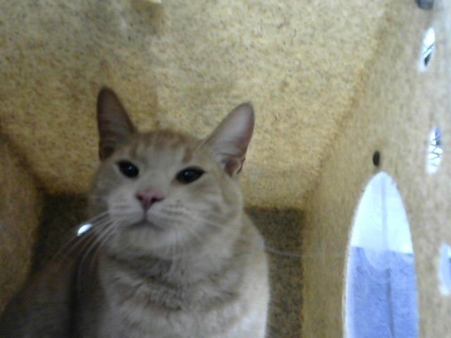 ANDY - Domestic Short Hair available for adoption