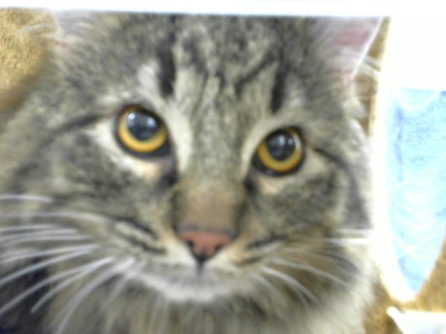 THOMAS - Domestic Medium Hair available for adoption