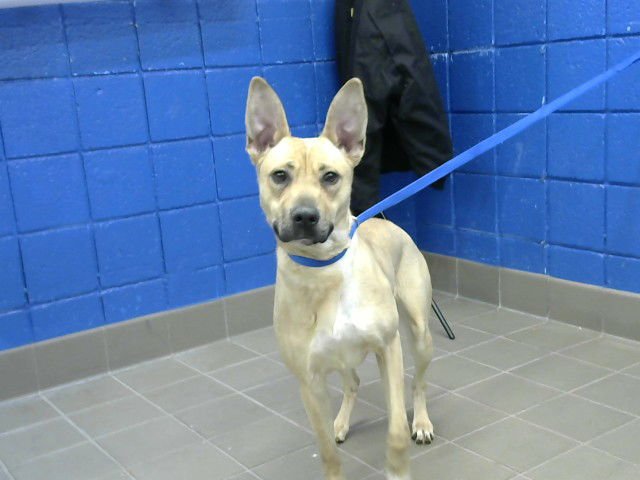 TELLIA - Belgian Shepherd Malinois available for adoption