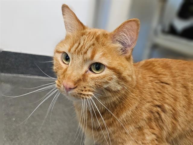 BISCUIT - Domestic Short Hair available for adoption