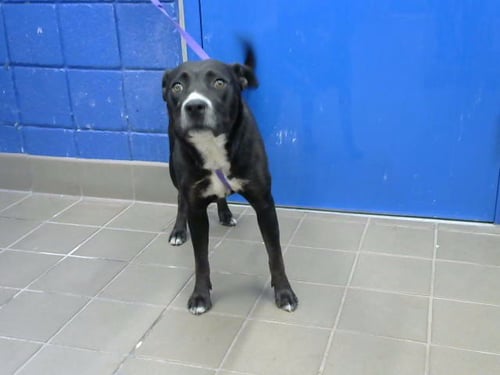 REGIS - Labrador Retriever available for adoption