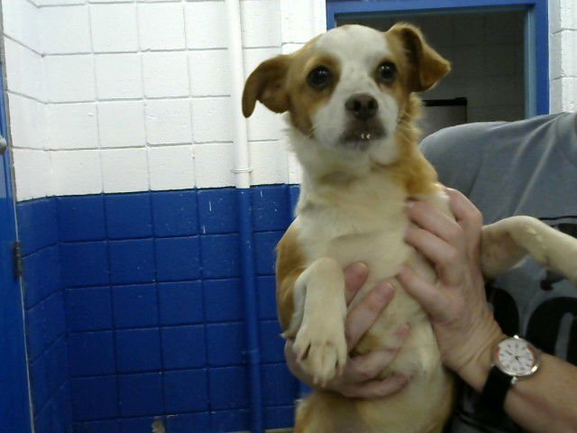 SUZY - Jack Russell Terrier (Parson Russell Terrier) available for adoption