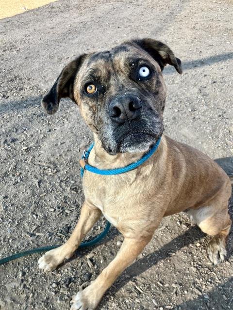 VERDRE - Mastiff available for adoption