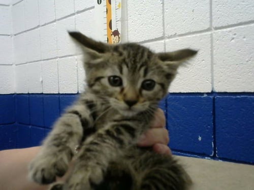 TROUT - Domestic Short Hair available for adoption