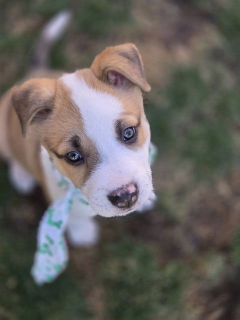 THYME - Australian Cattle Dog/Blue Heeler available for adoption