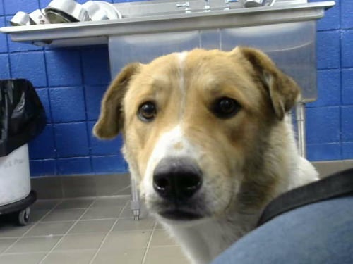 CHICO - Labrador Retriever available for adoption