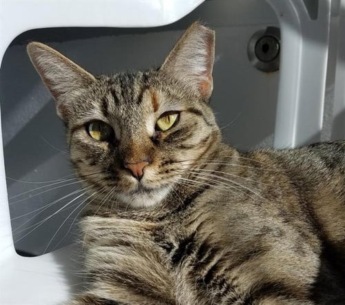 EVELYN - Domestic Short Hair available for adoption