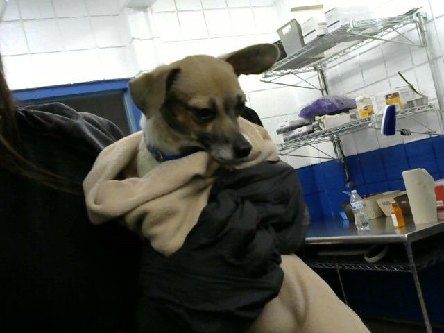 BIRDIE - Chihuahua available for adoption