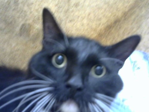 DEBBO - Domestic Long Hair available for adoption