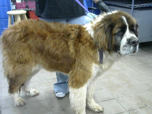 THOR - Saint Bernard available for adoption