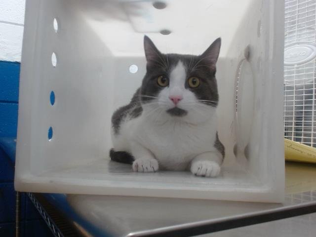 BUBBA - Domestic Short Hair available for adoption