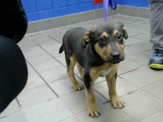 ROLAND - German Shepherd Dog available for adoption