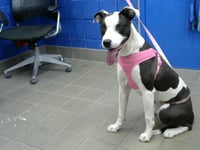 ZENA - Photo 1