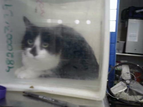 FRIEDRICH - Domestic Short Hair available for adoption
