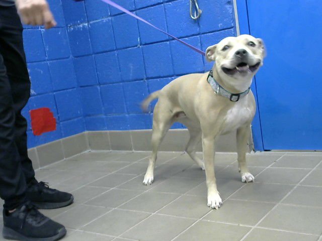 VERONICA - Staffordshire Bull Terrier available for adoption