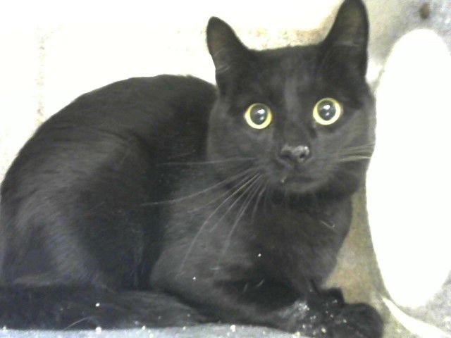 TUG - Domestic Short Hair for adoption in Albuquerque