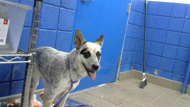 DAISY - Australian Cattle Dog/Blue Heeler available for adoption