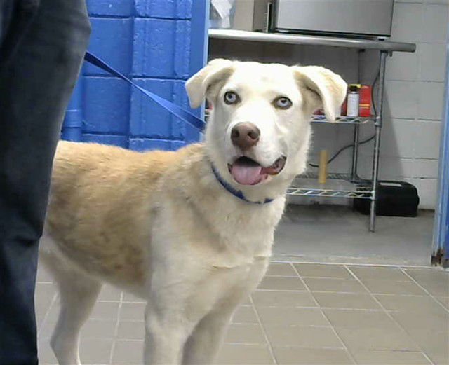 VESSEL - Labrador Retriever available for adoption