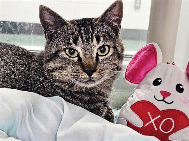 TIGGER - Domestic Short Hair available for adoption