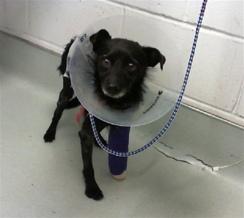 VALENTINE - Toy Fox Terrier available for adoption