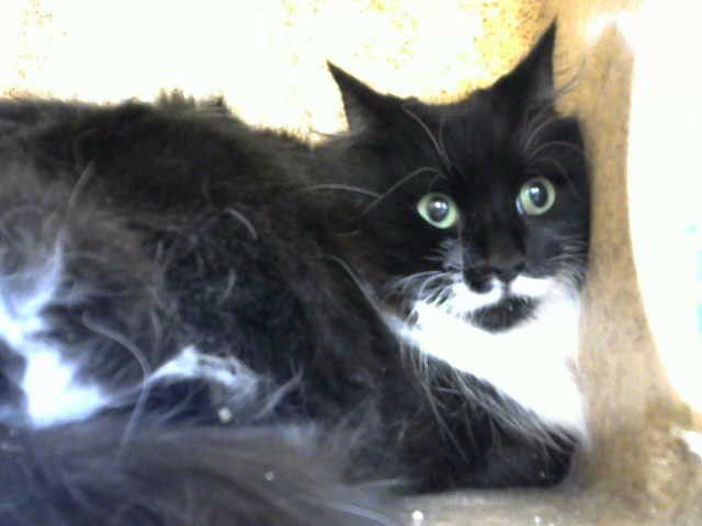 WALL-E - Domestic Medium Hair available for adoption