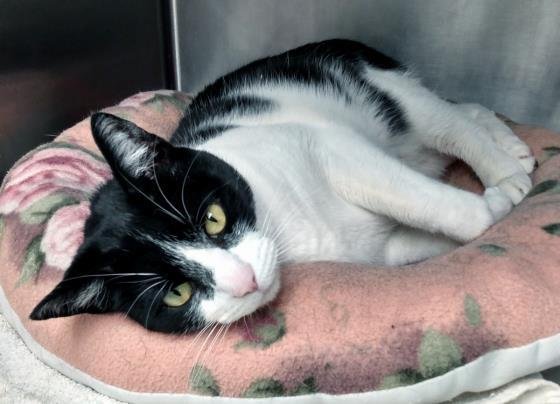 DANNY - Domestic Short Hair available for adoption