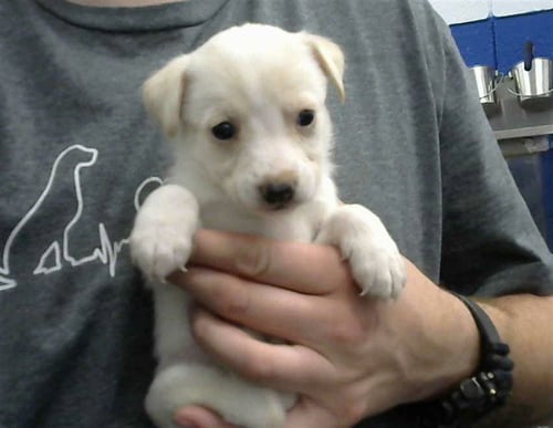 COCO PUFFS - Chihuahua available for adoption