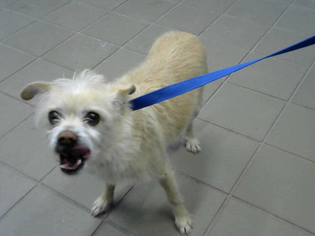 TANK - Border Terrier available for adoption