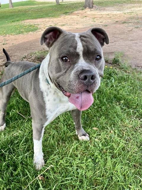 BOCO - Pit Bull Terrier available for adoption