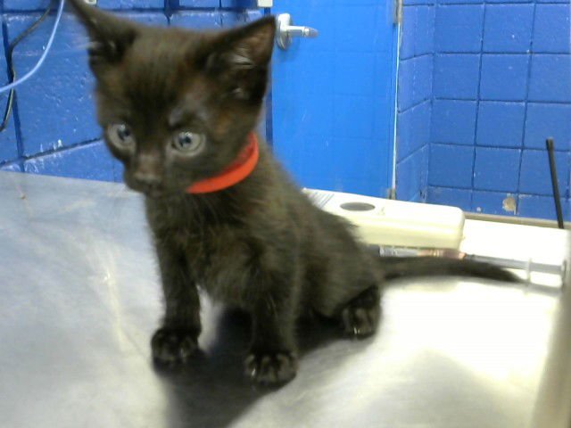 EMILIO - Domestic Short Hair available for adoption