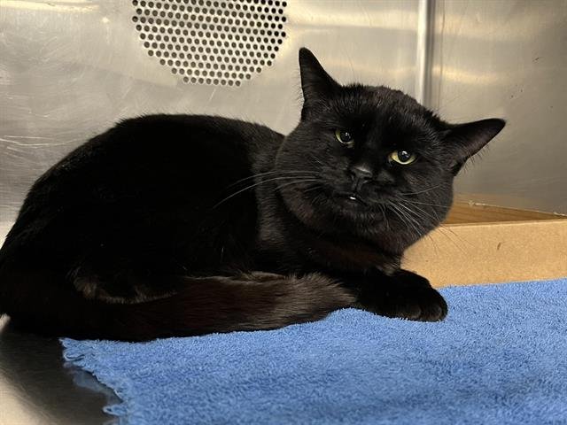 OLLIE - Domestic Short Hair available for adoption