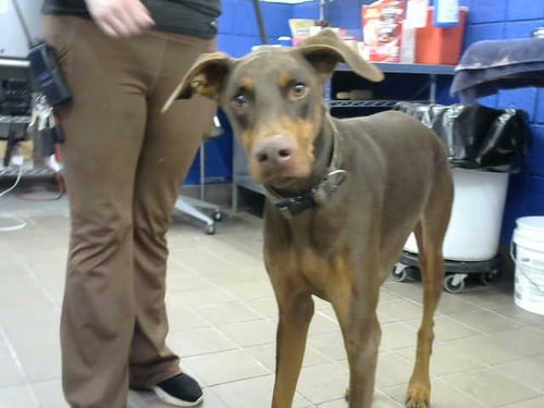 BANJO - Doberman Pinscher available for adoption