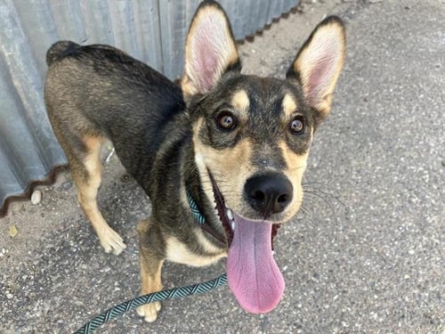 RANKO - Husky / Queensland Heeler available for adoption