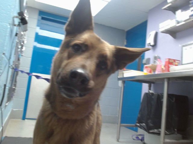 JACK - German Shepherd Dog available for adoption