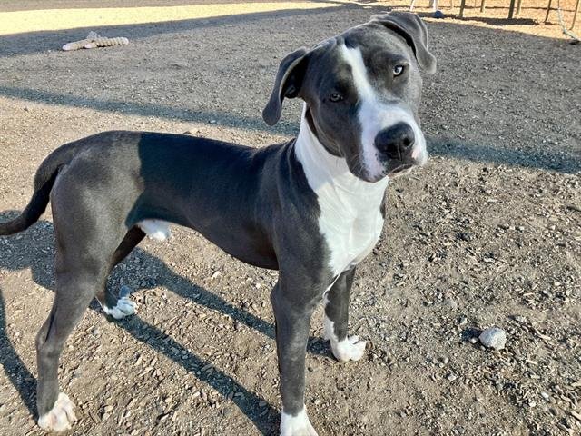 BRUNO - American Pit Bull Terrier available for adoption
