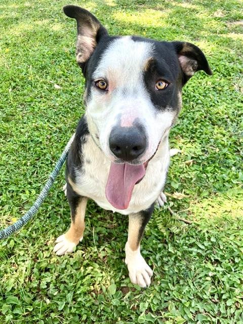 MIKEY - Pit Bull Terrier available for adoption