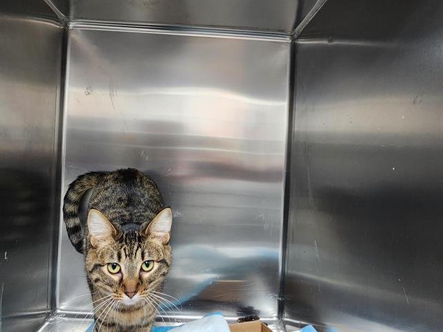 SOOSI - Domestic Short Hair available for adoption