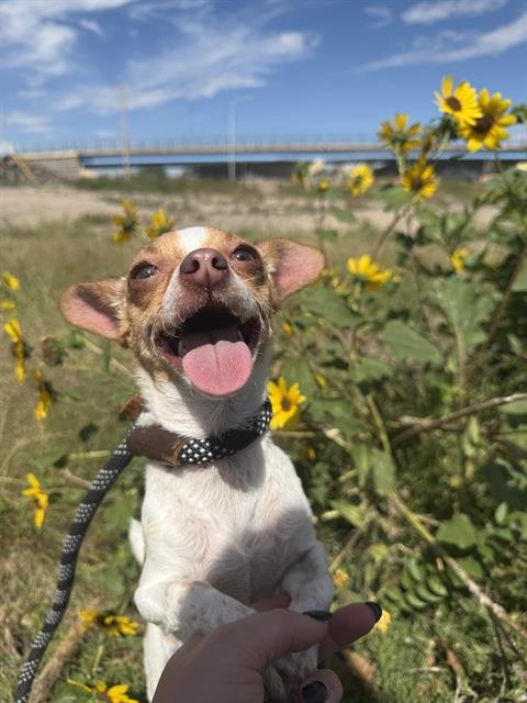 CANDY - Chihuahua available for adoption