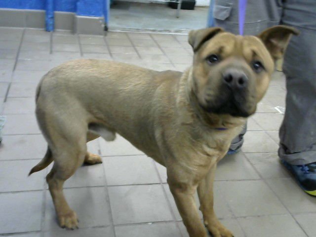 CONNER - Chinese Shar-Pei available for adoption